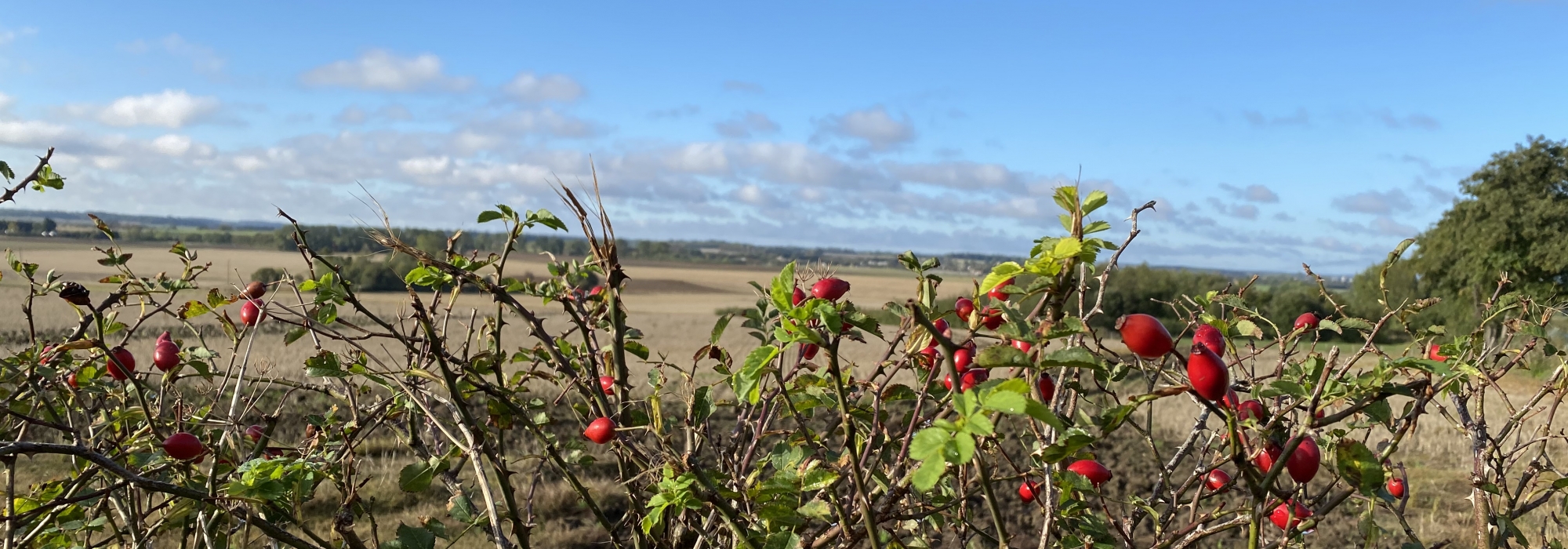 Rose hips in filed with blue sky