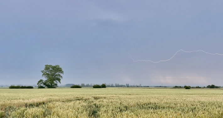 Field of ripe hay during lightening storm