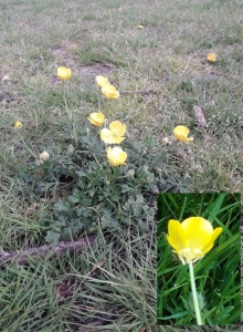 Buttercup June 2021 Yellow flowers of the buttercup