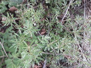 Cleavers Goose grass June 2021 Green