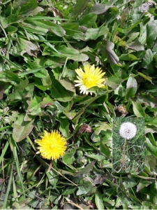 Dandelion Yellow flower of the dandelion