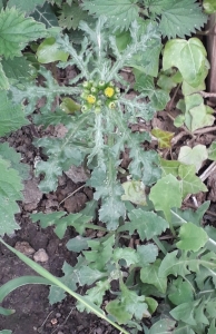 Groundsel