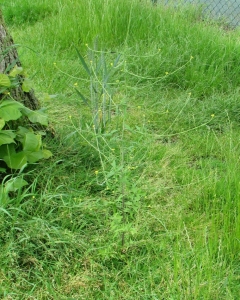 Hedge Mustard Tall, tspindle like leaved hedge mustardhin,