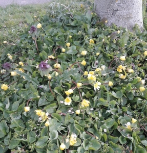 Lesser Celandine April 2021 Lesser celandine Yellow flowers