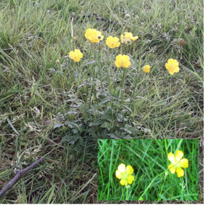 Meadow Buttercup Yellow flowers of the meadow buttercup