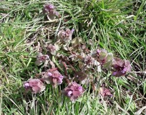Red Dead Nettle May 2021 Purple flowers of Red Dead Nettle