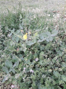 Smooth sow thistle June 2021 Green leaves and yellow flower of smooth sow thistle