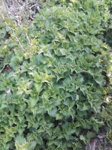 Stinging nettles June 2021 Gren leaves of the stinging nettle