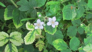 Bramble White floweers and green leaves of the bramble