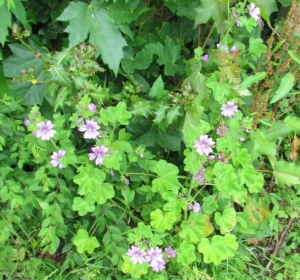 Common Mallow Pale pink floweers and green leaves of the common mallow