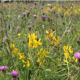 Wildflowers