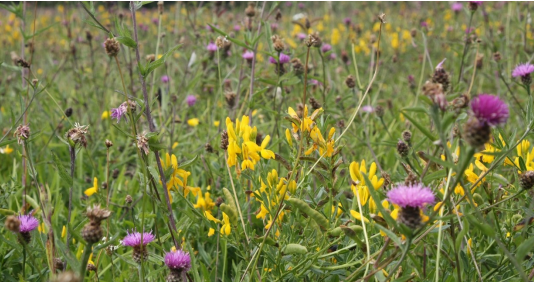 Wildflowers