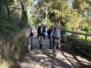 People walking down lane bordered with tall trees