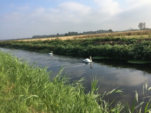 two swans swimming on river