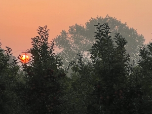 Rising orange sun behind trees on a misty morning