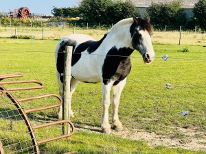Pie bald horse in field