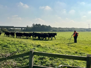 Man standing in front of herd of cattle in field