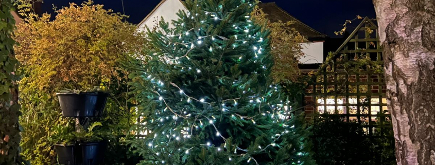 Christmas tree and lights
